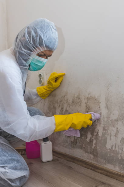 Best Airborne Mold Testing  in El Valle De Arroyo Seco, NM