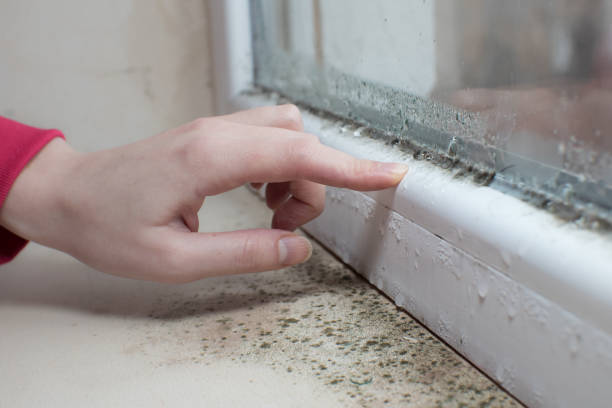 Best Crawl Space Mold Remediation  in El Valle De Arroyo Seco, NM