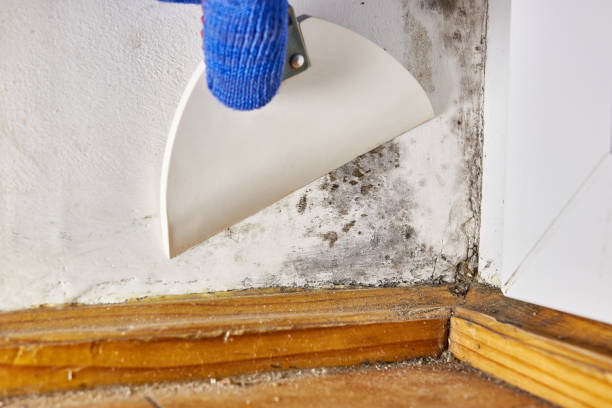 Best Commercial Mold Inspection  in El Valle De Arroyo Seco, NM
